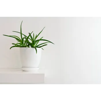 Aloe Vera Plants